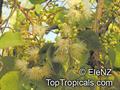 Syzygium suborbiculare